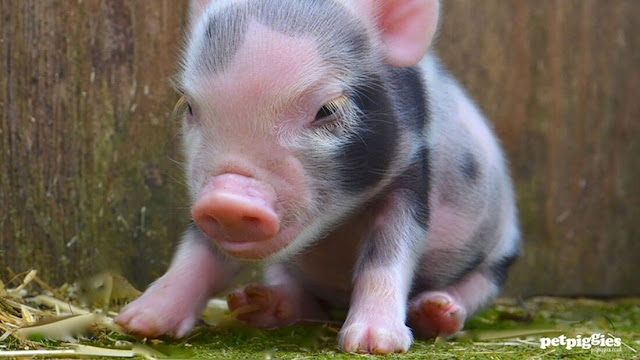 cute small baby pig image
