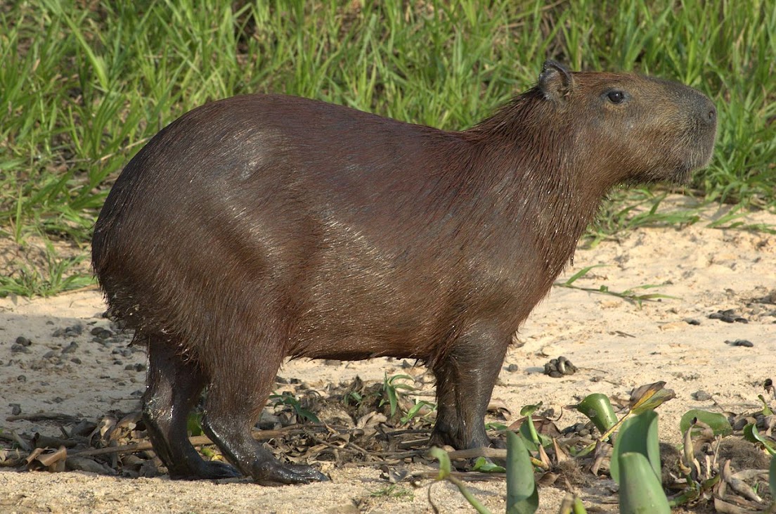 Capivara