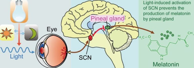 Light, suprachiasmatic nuclei (SCN), and the pinealmelatonin circuit