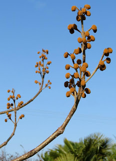 Paulownia tomentosa, Foxglove tree in bud