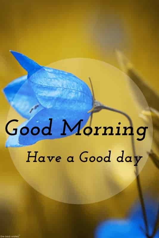 good morning pictures for whatsapp with blue flower