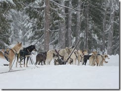 Dog sled 2014, snow 010 - Copy