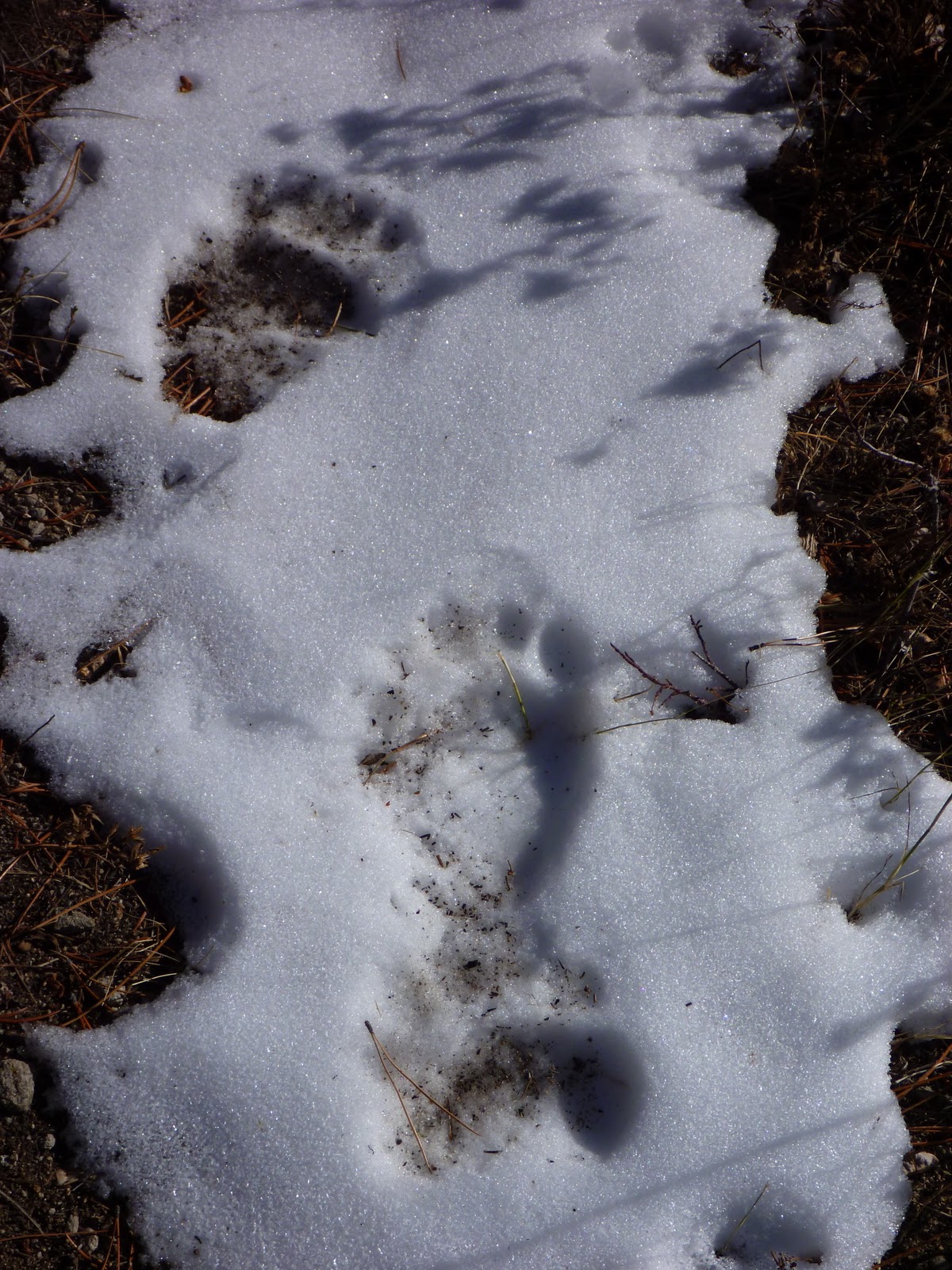 Black Bear Tracks In Snow