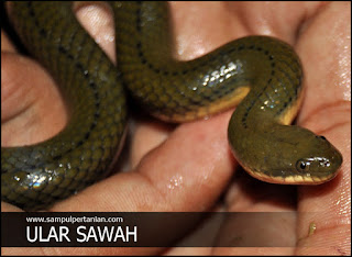 Ular sawah sebagai musuh alami dan sahabat petani