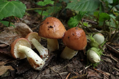 Suillus granulatus