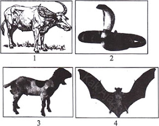 Gambar hewan: 1. sapi, 2. ular, 3. kambing, 4. kelelawar, kelompok hewan mamalia dan reptilia, soal IPA SMP UN 2017 no. 26