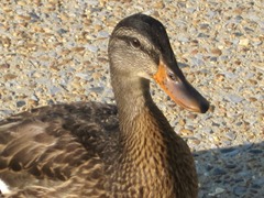 IMG_0791
