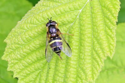 Yellow-girdled fleckwing (Dasysyrphus trincinctus)