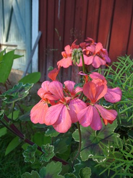 067 korr Pelargonium 'Frank Headley' Daniel Grankvist