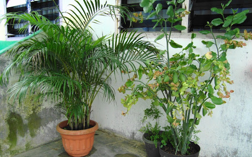 Tanaman Pot Untuk Taman