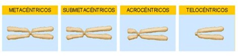 tipos de cromosomas segun centromero
