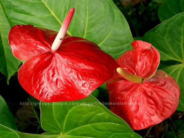 Beautiful Anthurium Flowers