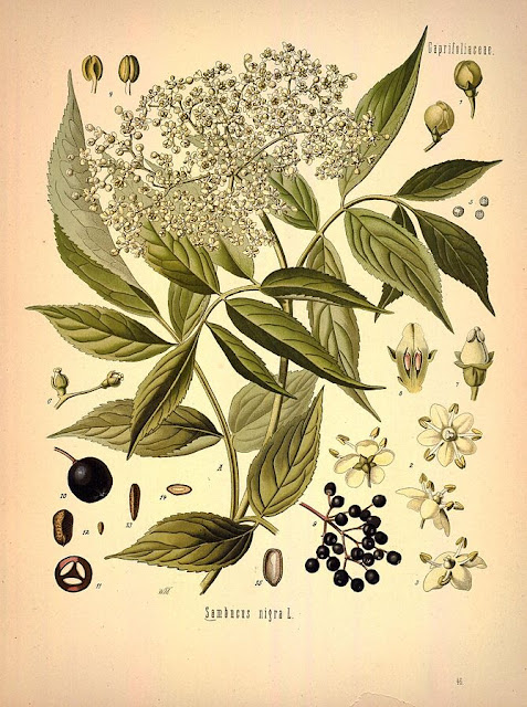 Ботаническая иллюстрация Sambucus nigra из книги Köhler’s Medizinal-Pflanzen, 1887