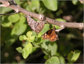 3butterflies2