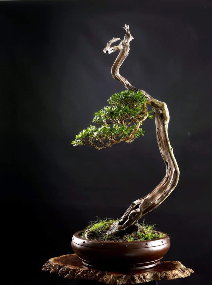 Gambar Inspirasi Bonsai Saeng Simbur