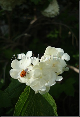 Bugs and Blooms 016