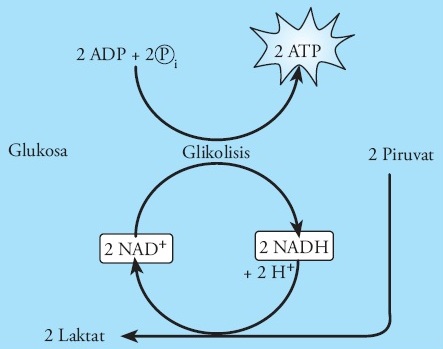 Skema Fermentasi Asam Laktat