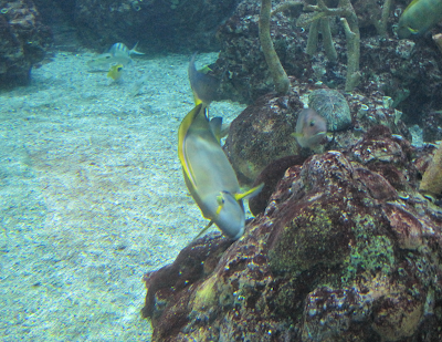 Fish feeding on a rock