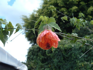 Abutilon pictum