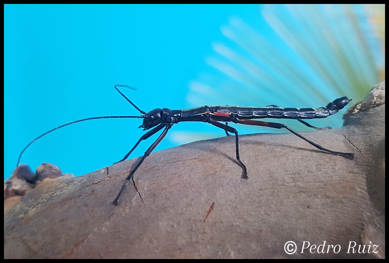 Ninfa hembra L5 de Orthomeria kangi "Benguet", 3,5 cm de longitud