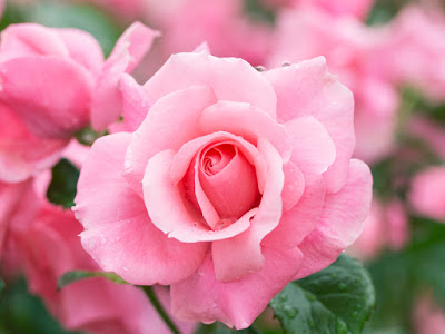 fotos de flor color rosa 