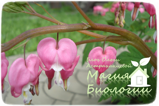загадки-летние-цветы-магия-биологии