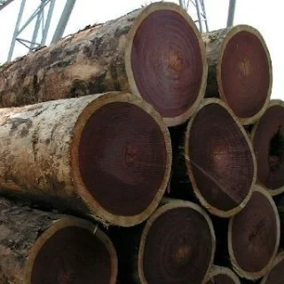 Sal wood comes from Sal tree. Sal Wood Crude Material