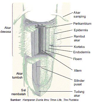 Bagian bagian Struktur  Morfologi dan Anatomi Tumbuhan  