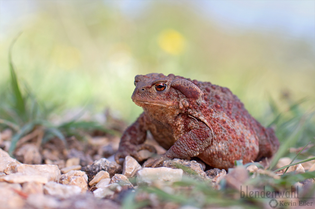 Erdkröte - Bufo bufo