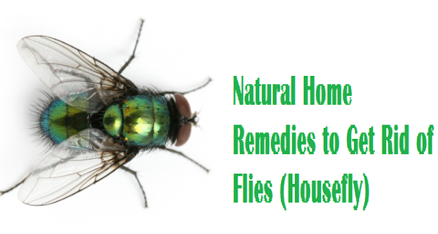 Natural Home Remedies to Get Rid of Flies (Housefly)