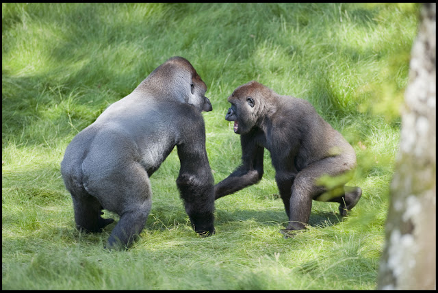 Gorilla brother Alf and Kesho reunited after 3 years apart, gorilla brothers