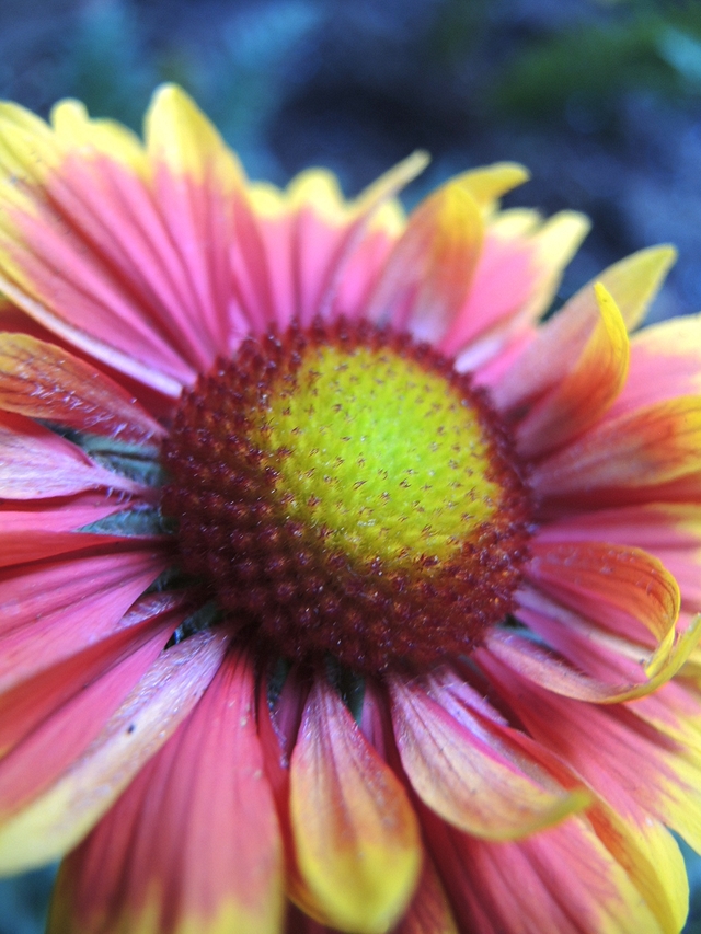 In mijn tuintjes: over mijn problematische achtertuin en de bloemen in  juni  2020