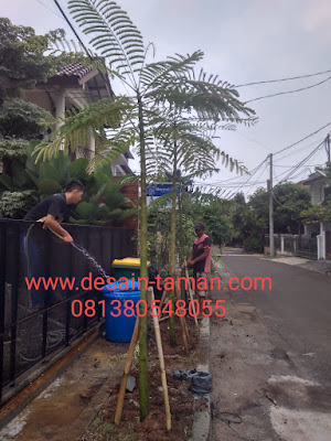 Jual pohon solobium