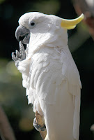 Cockatoo Pet Birds
