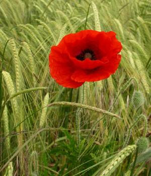 poppy flower