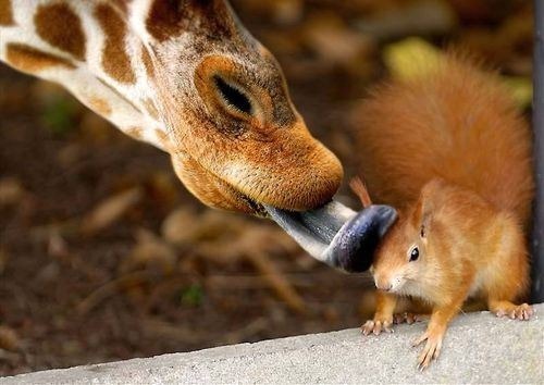 cute-animals-20