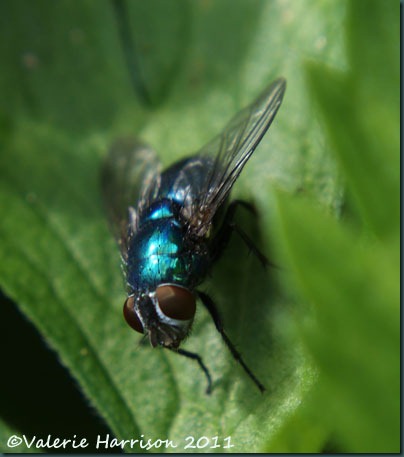 bluebottle Calliphora vomitoria