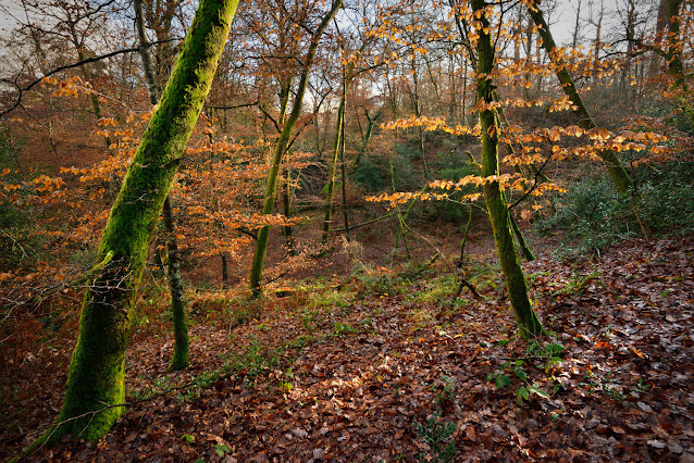 La Gorge aux Loups, forêt de Fontainebleau.