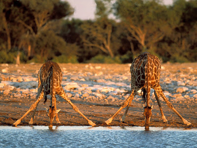 kruger national park africa giraffes