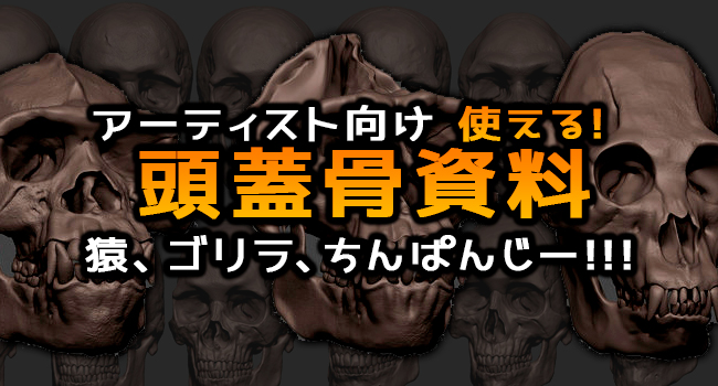 定番化まったなし 資料価値の高い頭蓋骨 イラストやモデリングの参考になり過ぎる 日刊 Cgデザイナー情報