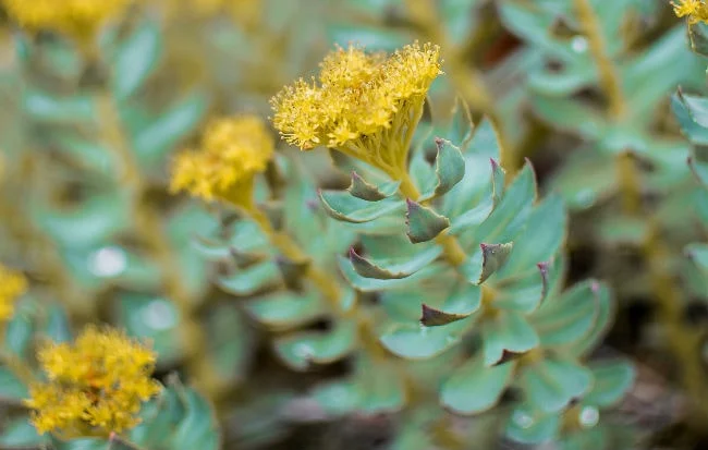 Fiori e foglie di rodiola (Rhodiola rosea)