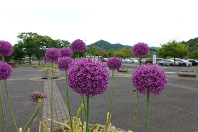 鳥取県西伯郡南部町鶴田 とっとり花回廊