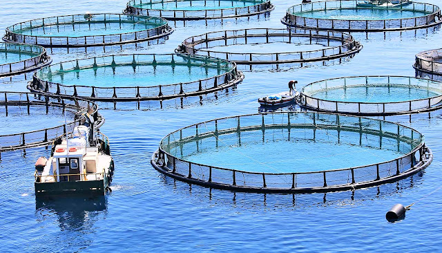 Aquaculture Water Treatment Systems Market And Recirculating Aquaculture Systems