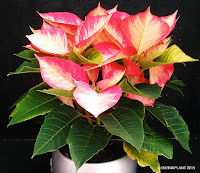 poinsettia barnaplant campaña navidad plantas en diferentes colores y formatos