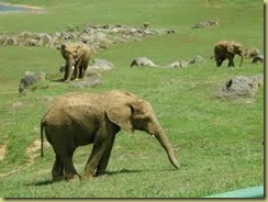 Elefante cabarceno