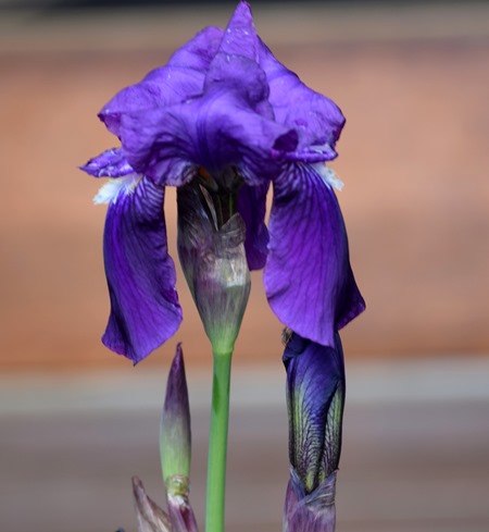 iris 1