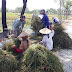 Petani di Bojonegoro Merugi Gara-gara Harga Gabah, Pemerintah Kok Impor Beras