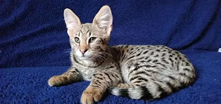 buy F1 savannah cat