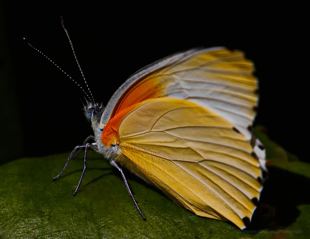 Butterfly Kirstenbosch Garden Vernon Chalmers Photography