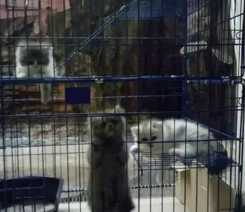  harga kucing Persia